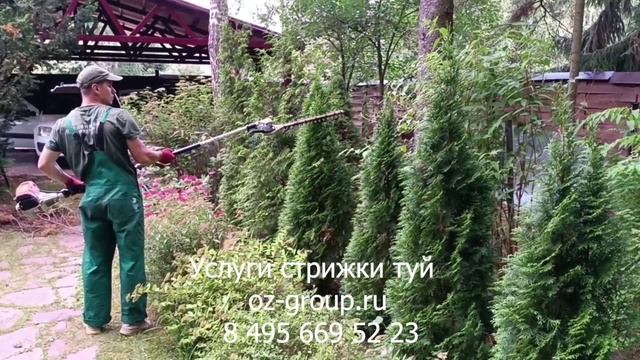 Услуги стрижки туй на даче. Выезд Агрономов по Москве и области. Звоните и заказывайте!