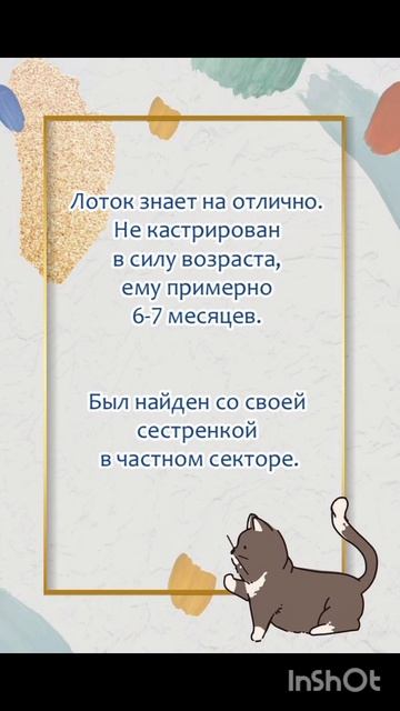 Тимоша - необычайно ласковый молодой котик ищет дом! ❤