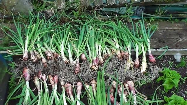 Allotment Diary : Harvesting the Giant Banana Shallots & Garlic Crop