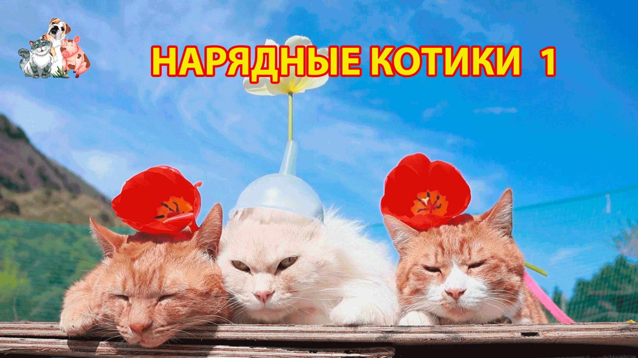 Нарядные Котики расслабляются на солнышке 🌞 🐈🐈⬛🐈 (1)