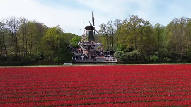 keukenhof Кёкенхоф парк тюльпанов