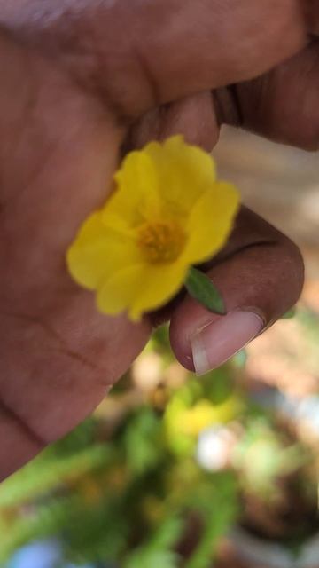 yelow japan Rose 🌹#flowers #flowerphotography #garden