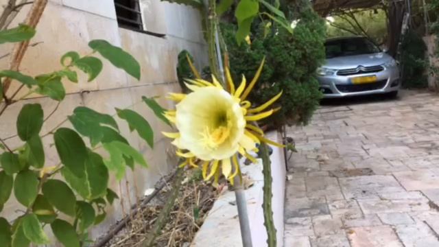 Cereus Cactus