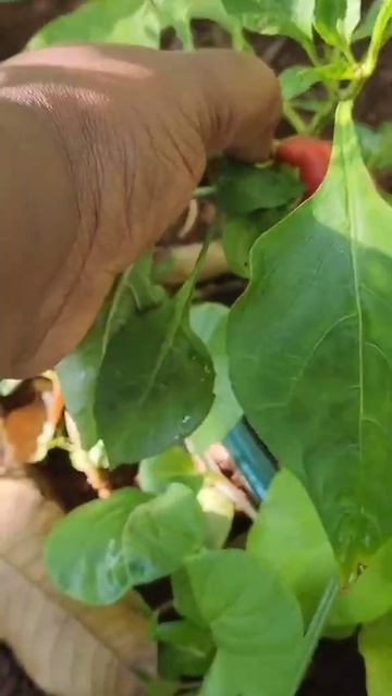 Sweet, Sweet Pepper #happygarden #viral #pepper