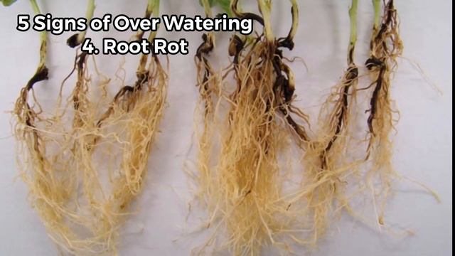 5 Signs that you are Over-Watering your plants