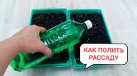 Как не перелить молодую рассаду