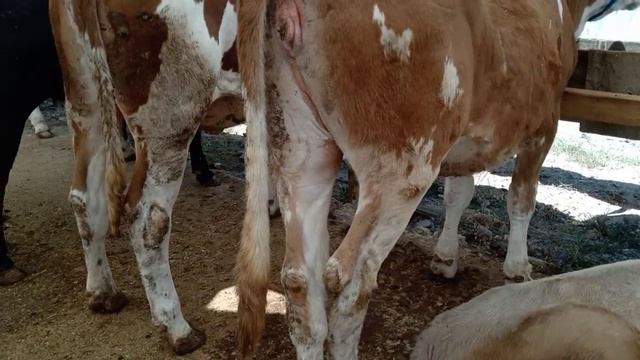 KURBANLIK KİLO FİYATLARI ERZURUM KARAYAZI KURBANLARI BURSA GEÇİT KURBAN PAZARI CADIR NO 81