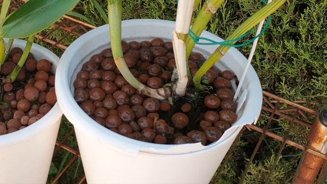 Bifoliate REPOT TIPS | To repot or not Bifoliate Orchids with 2 leads & one is not growing new root