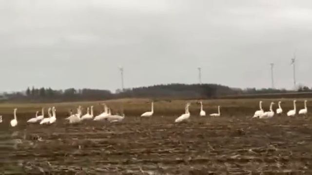 Zwerg und Singschwäne in der Anay am 6.12.2017