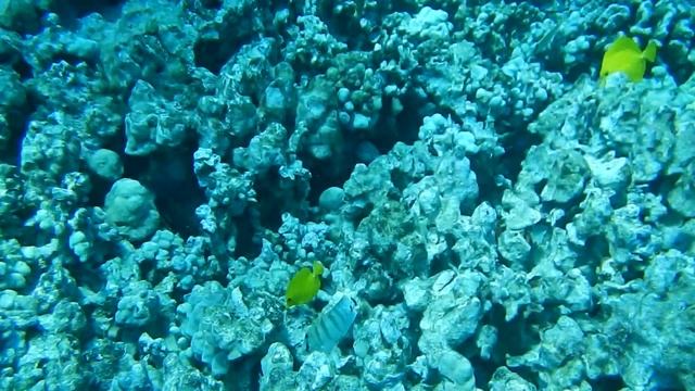 Crown of Thorns Sea Star