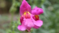 Львиный зев / Antirrhinum