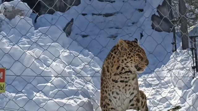 РЕДКИЕ ЛЕОПАРДЫ ОТЛИЧНО СМОТРЯТСЯ ВМЕСТЕ /  RARE LEOPARDS LOOK GREAT TOGETHER