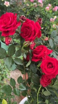 #shorts Beautiful Red Rosa.🌹 #redrose #rosegarden #beautiful #trending