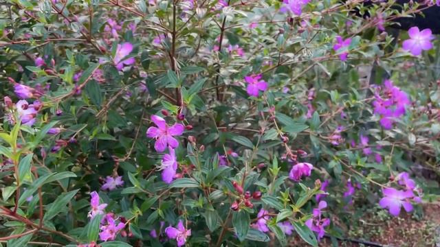 Beautiful Purple Melastoma plant with Flowers