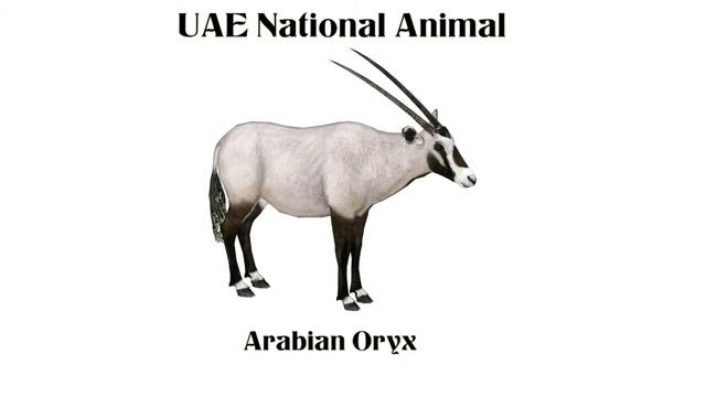 National Symbols of UAE-General Knowledge About United Arab Emirates for Kids-UAE National Symbols