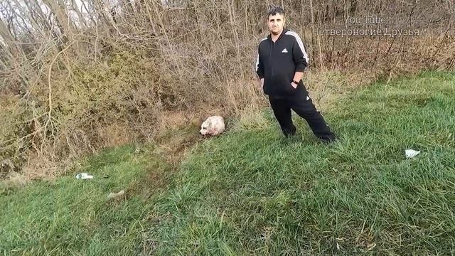 Фура сбила собаку