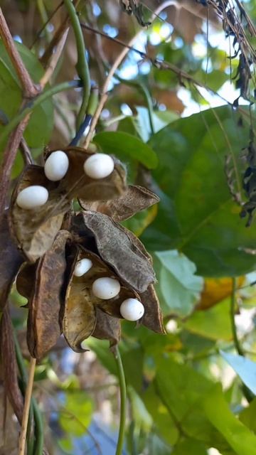 rare White Abrus precatorius@VwithNature