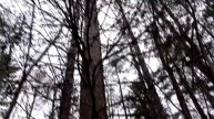 My Larch bonsai forest, Part 1, The Bonsai Zone, April_2018