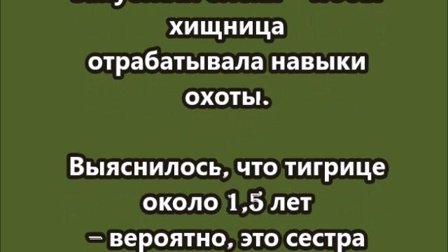 Отловленную в Приморье конфликтную тигрицу пока оставят в реабилитационном центре