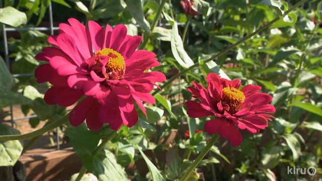 Reddish Blobs on Oak Leaves |Daphne Richards |Central Texas Gardener