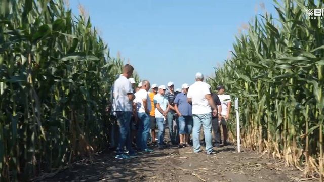 День поля на R&D Binfield: «Ефективні технології в живленні рослин сільськогосподарських культур»
