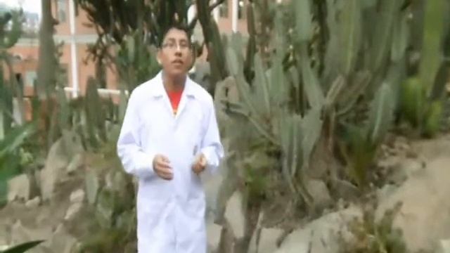 Video de Armatocereus matucanensis Ugarte
