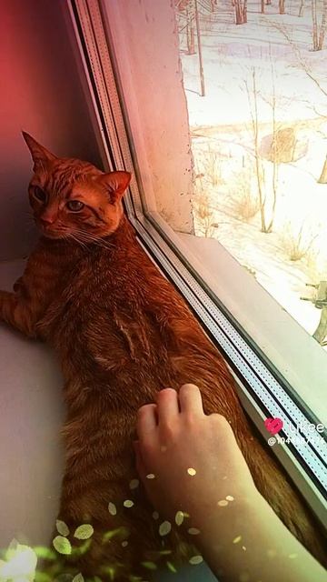мой котик 🙀😽😼😻😹😸😺😾😿🔥👊