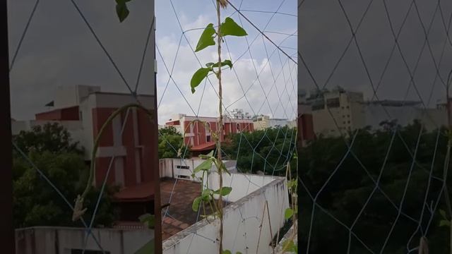 Long beans in my terrace garden || Metre payar