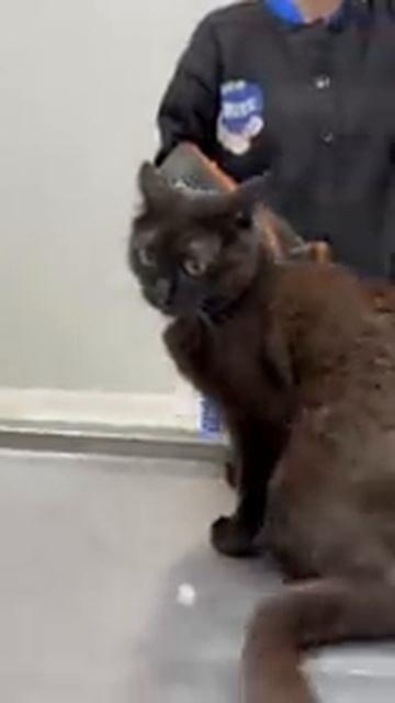 Evil Cat Злобный кот