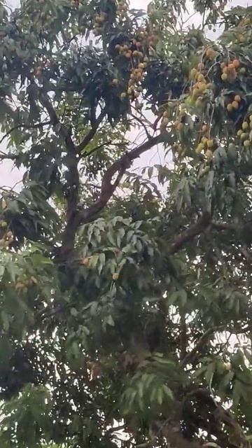 Season of fruits... Best lichi in India with GI tag