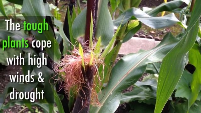 How to Grow Painted mountain corn