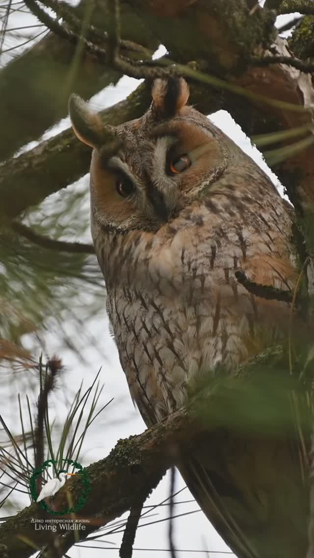 Зимнее совоглядство | Winter owlwatching