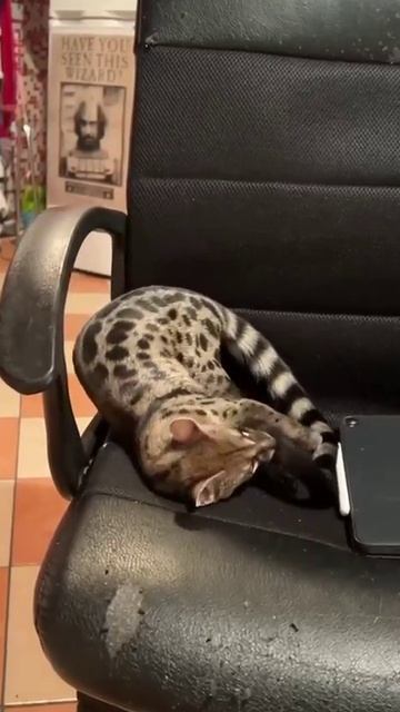 Мы в ВК https://vk.com/life_of_cats