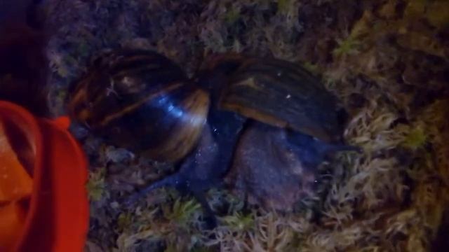 улитки Archahatina marginata sutu Нигерия