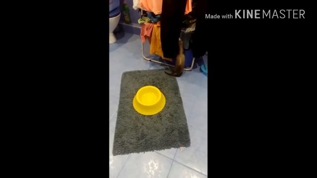 Мой хорек))