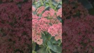 Autumn Charm Sedum