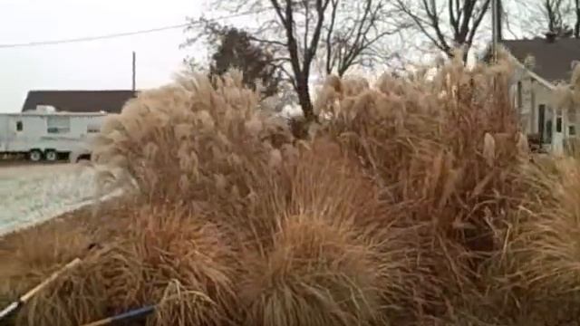 Cats and Ornamental Grasses!