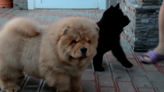 Чаудевочка