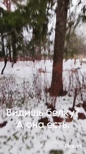 Видишь белку?.mp4