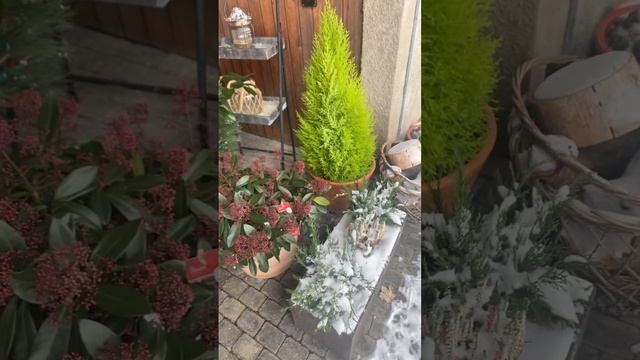 Кипарисовик Голдкрест Вильма #вечнозеленые #кипарисовик #хвойные #хвойныйсад #хвойныерастения #сад
