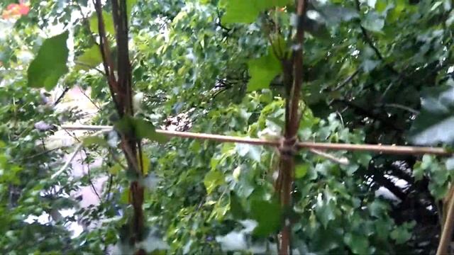 Hedera helix