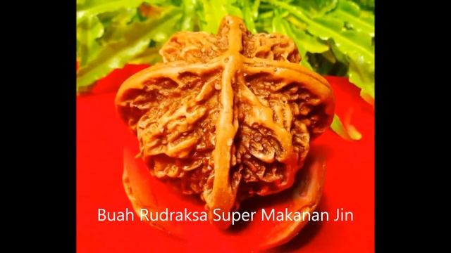 Buah Rudraksa Super Makanan Jin