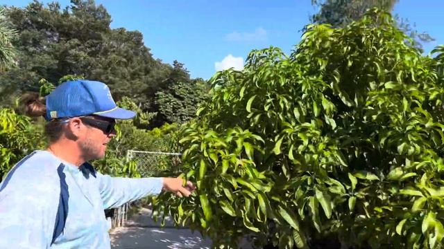 Mature Mango trees