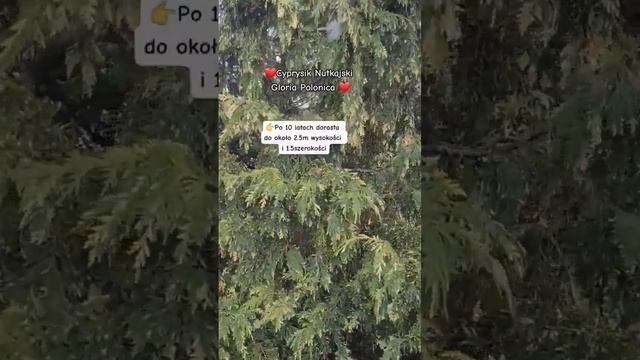 Coś wysokiego, zimozielonego na żywopłot zamiast tui- Cyprysik nutkajski