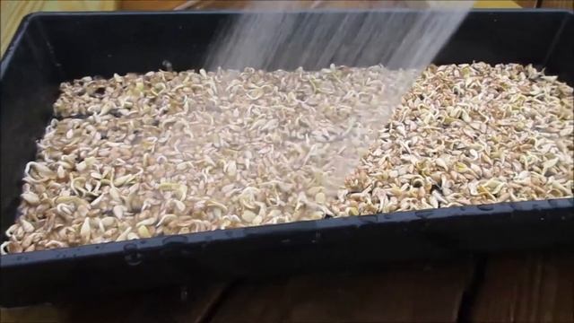 Microgreens | Sunflower Without Hulls