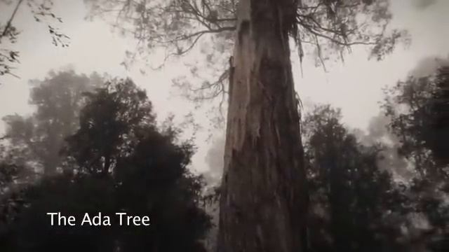 The Ada Tree