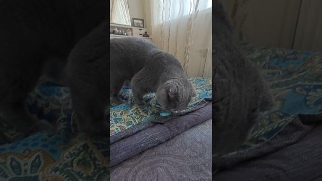 Шотландская вислоухая кошка Риана 18.02.2025.