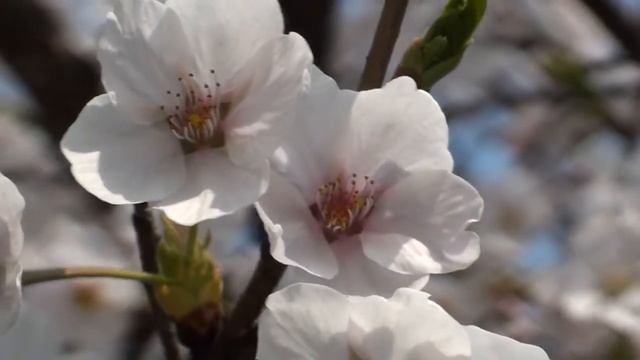 cherry blossom - beautiful flower movie