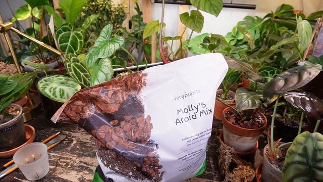 REPOTTING some of my CRAWLING philodendrons