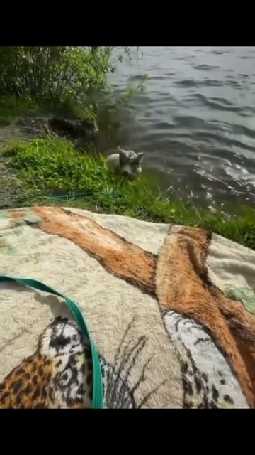 ДОВЫЛЁЖИВАЛСЯ #Рекомендации #ЛучшаяМимикасИИ #покапибаримся #УютныеРецепты